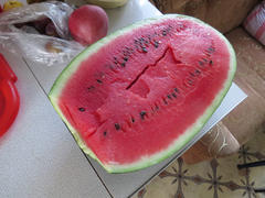 Cut watermelon in half long. The harvest from the garden