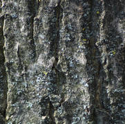 Background from poplar bark. Texture of bark of a tree
