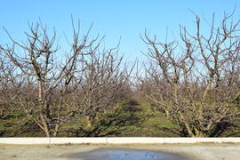 Winter young orchard. A garden from plum after a leaf fall in snowless winter