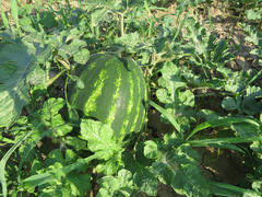 The growing water-melon in the field. Cultivation of melon cultures                    