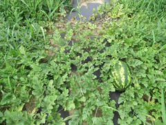 The growing water-melon in the field. Cultivation of melon cultures