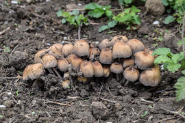 Ложные опята на земле. Рост грибов на влажной почве