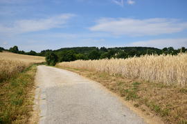Германия - город Нюрнберг. Пшеничные поля 
