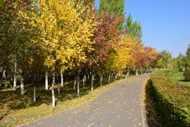 Золотая осень в парке 