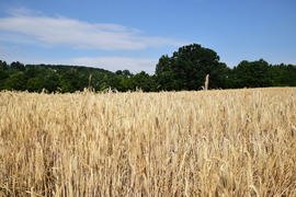 Фон. Созревшая пшеница 