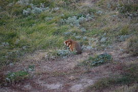 Дикий лесной хомяк на опушке 