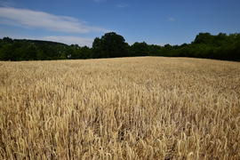 Фон. Созревшая пшеница 