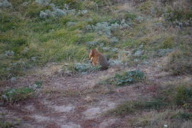 Дикий лесной хомяк на опушке 