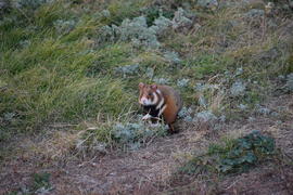 Дикий лесной хомяк на опушке 
