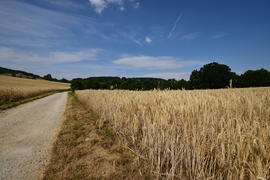 Германия. Город Нюрнберг. Пшеничные поля  