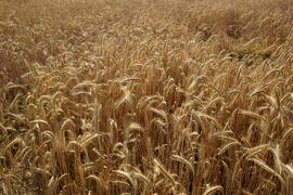 Фон. Созревшая пшеница 