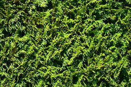 Фон. Текстура зеленого газона 