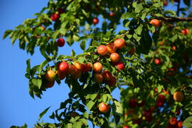 Плоды на ветки дерева 