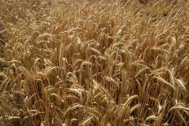 Фон. Созревшая пшеница 