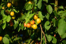 Плоды на ветки дерева 