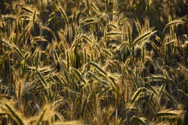 Фон. Пшеничное поле 