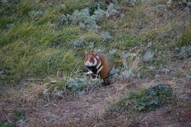 Дикий лесной хомяк на опушке 