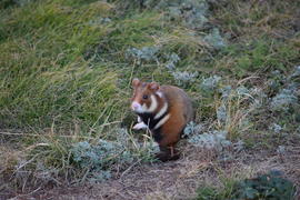 Дикий лесной хомяк на опушке 