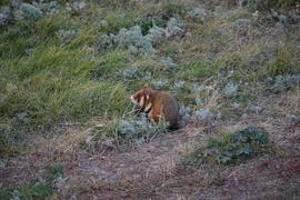 Дикий лесной хомяк на опушке 