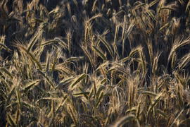 Фон. Пшеничное поле 