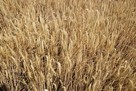 Фон. Созревшая пшеница 