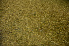 Фон, текстура воды 