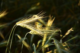 Фон. Пшеничное поле 