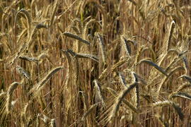 Фон. Пшеничное поле 