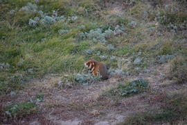 Дикий лесной хомяк на опушке 