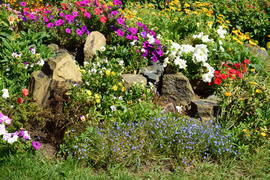 Городские клумбы 