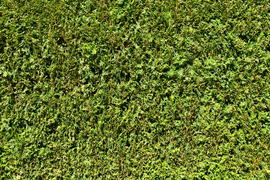 Фон. Текстура зеленого газона 