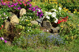 Городские клумбы 