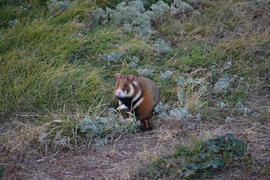 Дикий лесной хомяк на опушке 