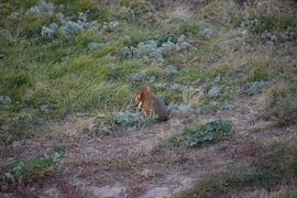 Дикий лесной хомяк на опушке 