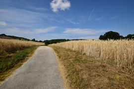 Германия. Город Нюрнберг. Пшеничные поля  