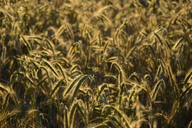 Фон. Пшеничное поле 