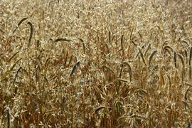 Фон. Пшеничное поле 