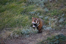 Дикий лесной хомяк на опушке 