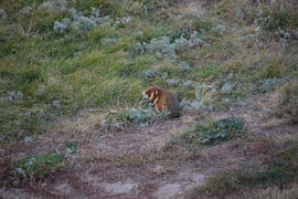Дикий лесной хомяк на опушке 