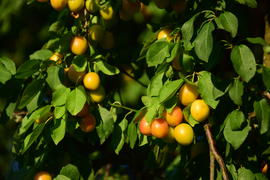 плоды на ветки дерева 