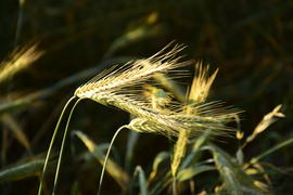 Фон. Пшеничное поле 