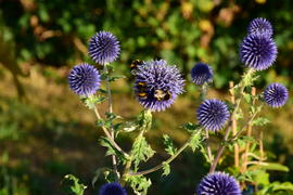 Сиреневые цветы на зеленом фоне 