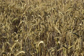 Фон. Пшеничное поле 