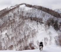 Сахалинская собака