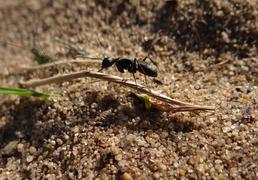 Муравей-трудяга