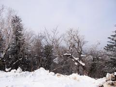 Сахалин. Мицуля