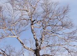 Сахалин. Мицуля