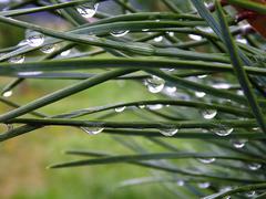 Капли на хвое