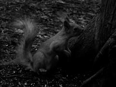 Squirrel on black and white photography