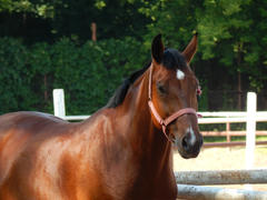 Лошадь крупным планом